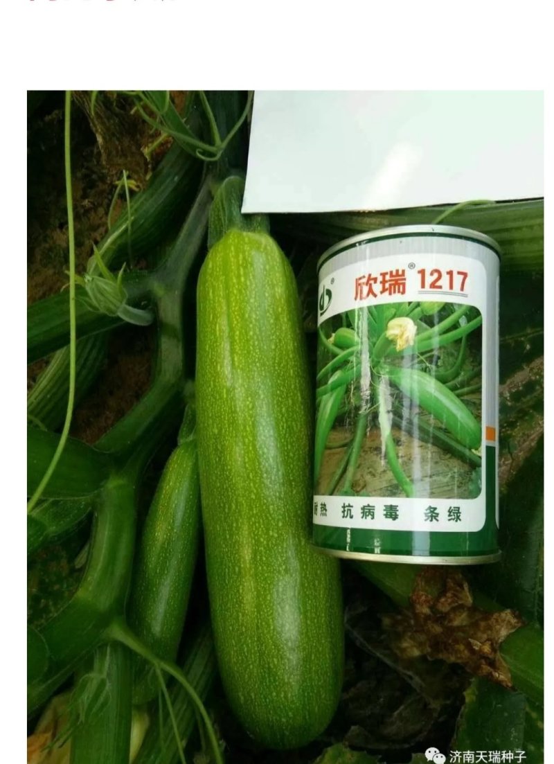 西葫芦种子欣瑞1217西葫芦种子