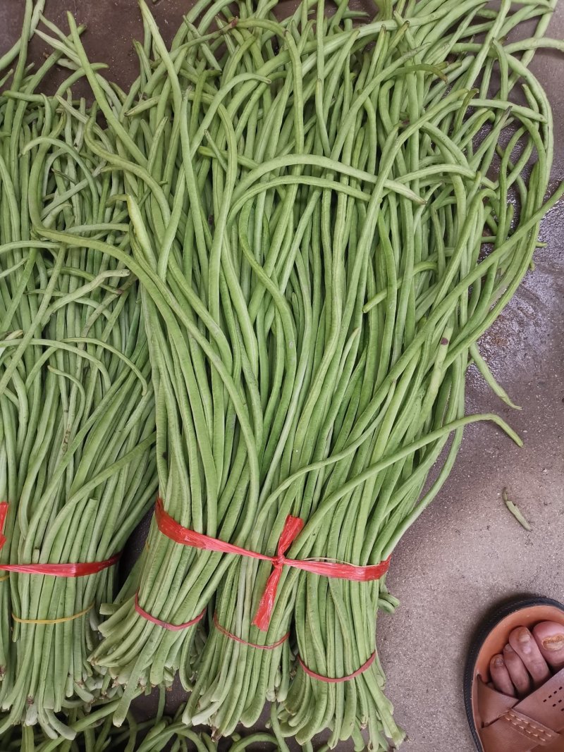 豇豆，緑豆角，长豆角，酱菜豆角，加工厂特别供应