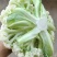菜花青梗散花，有机花菜80