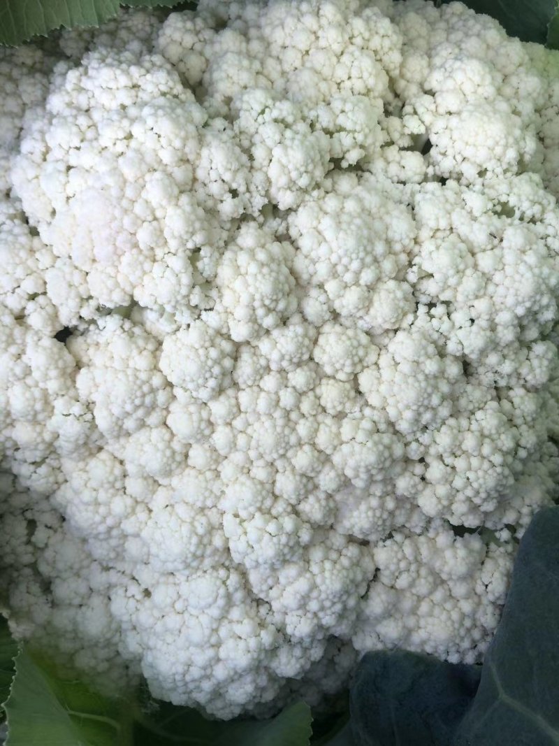 菜花，有机花菜青梗散花80