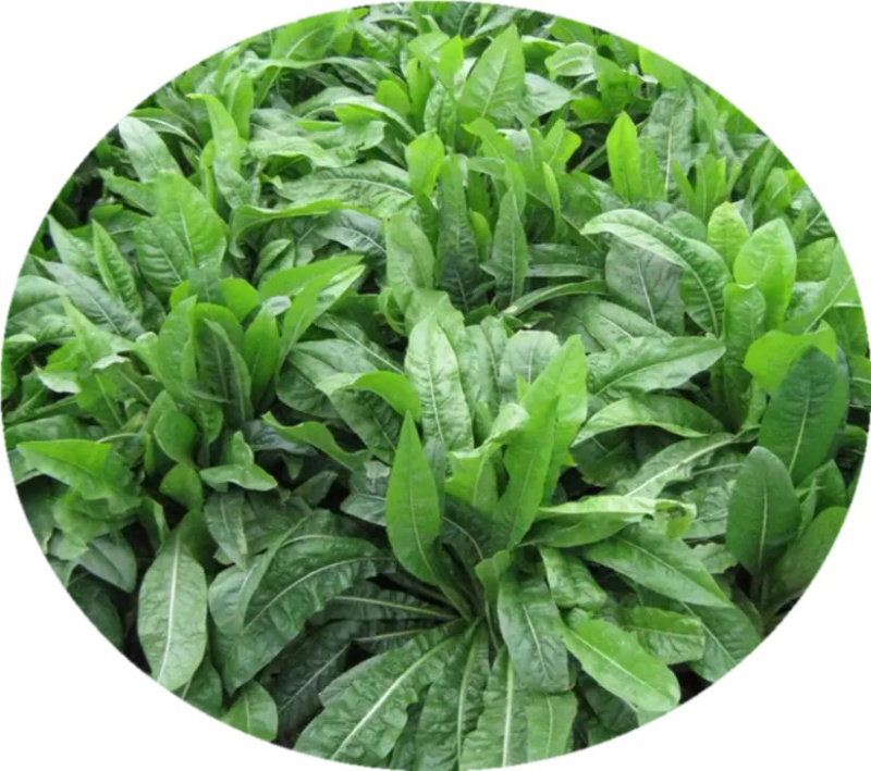 菊苣牧草籽四季播种鸡鸭鹅猪牛羊喜食