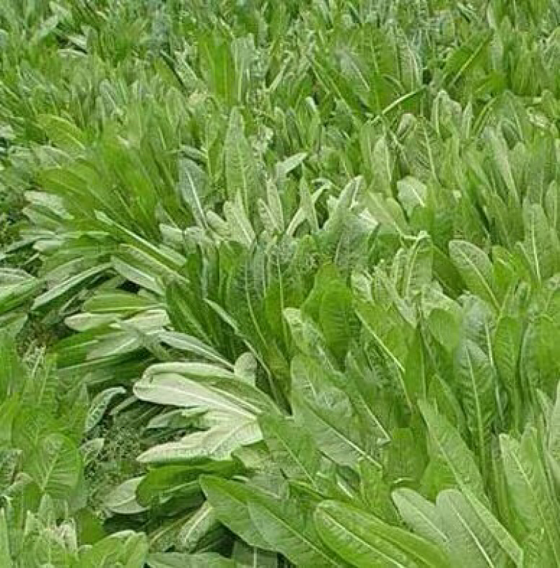 菊苣牧草籽四季播种鸡鸭鹅猪牛羊喜食