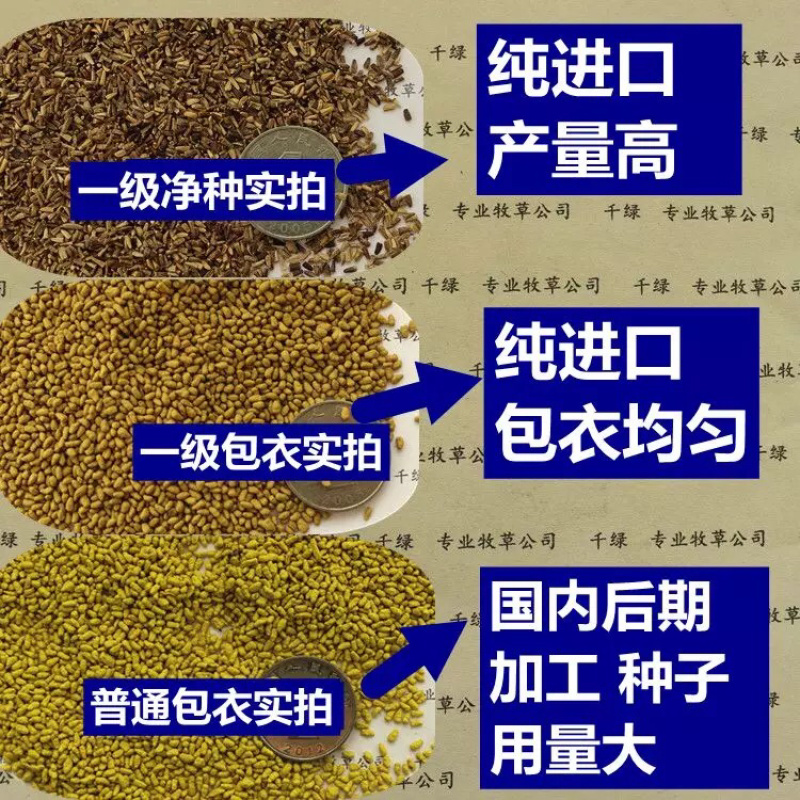菊苣牧草籽四季播种鸡鸭鹅猪牛羊喜食