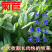 菊苣牧草籽四季播种鸡鸭鹅猪牛羊喜食