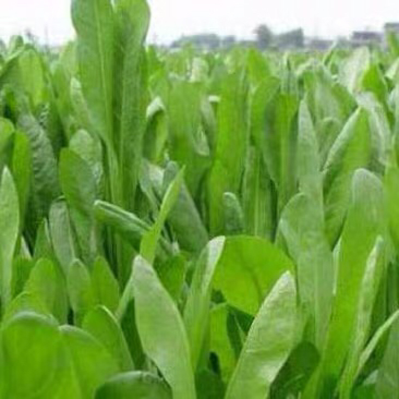 菊苣牧草籽四季播种鸡鸭鹅猪牛羊喜食