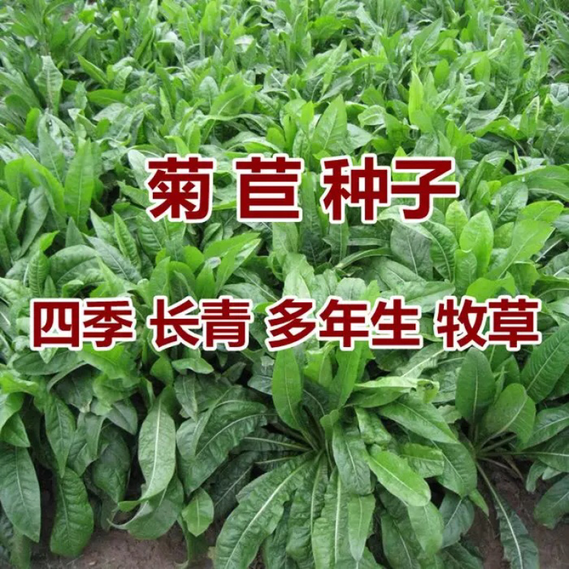 菊苣牧草籽四季播种鸡鸭鹅猪牛羊喜食