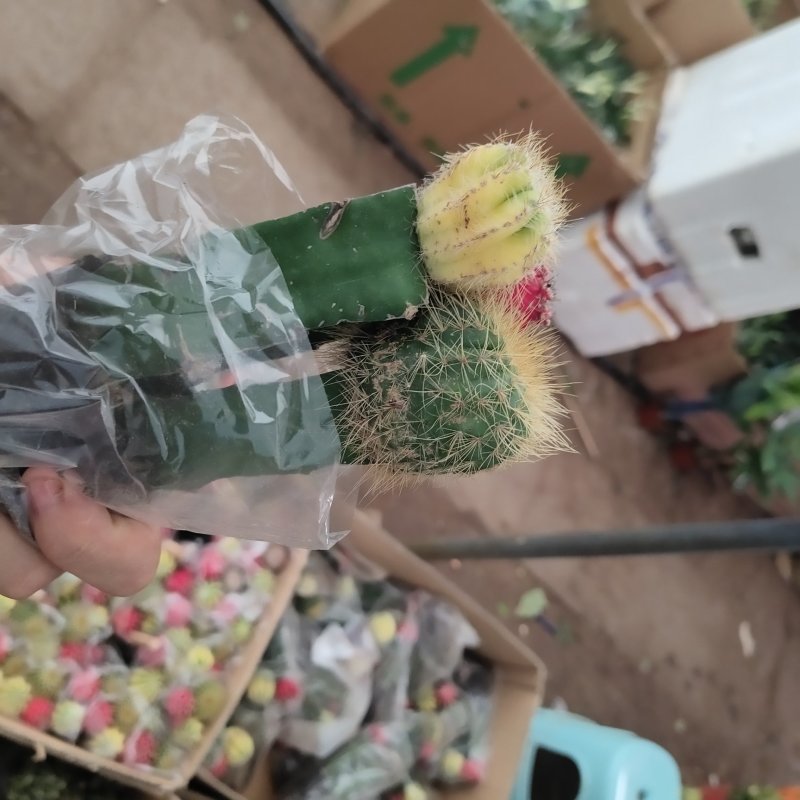 含花盆多肉植物仙人球多肉盆栽室内花卉花苗芦荟盆栽植物室内