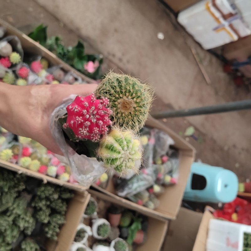 含花盆多肉植物仙人球多肉盆栽室内花卉花苗芦荟盆栽植物室内