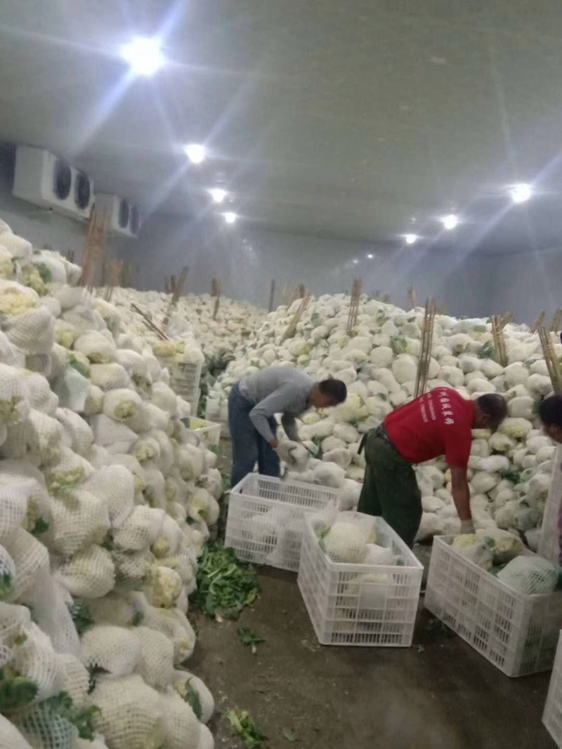 湖北有机松花爆量上市，向全国接单，代办待发，携手合作