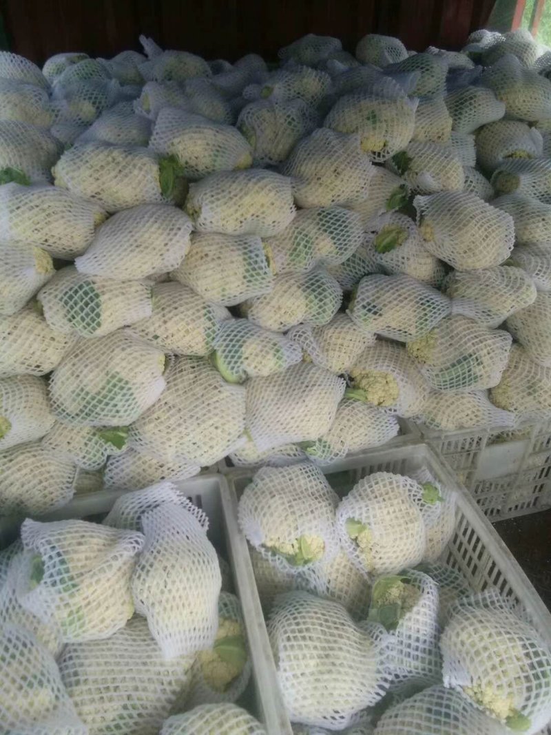 湖北有机松花爆量上市，向全国接单，代办待发，携手合作
