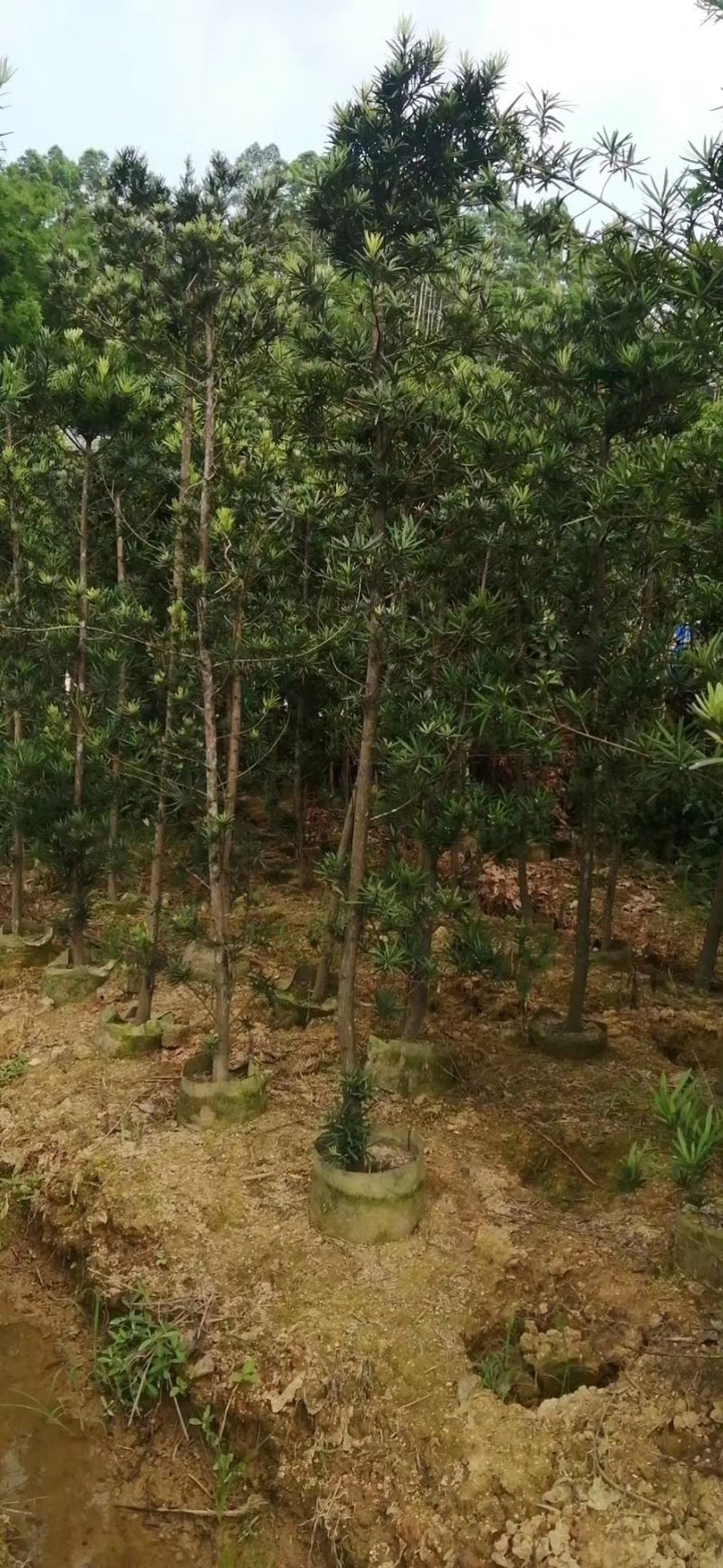 罗汉松造型苗，小苗，中苗，杯苗，地苗。
