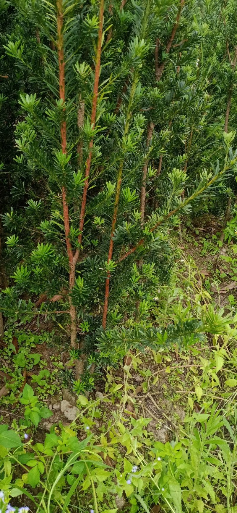 罗汉松造型苗，小苗，中苗，杯苗，地苗。