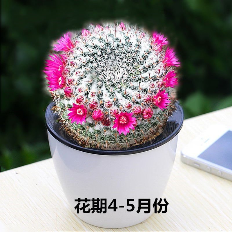 含花盆多肉植物仙人球多肉盆栽室内花卉花苗芦荟盆栽植物室内