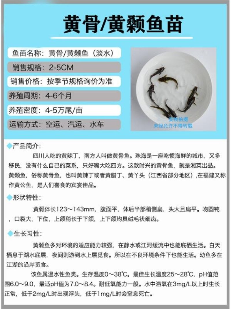 优质快大黄骨鱼苗释应能力强。适合高密度养殖
