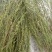 百蕊草(，大量干货)
