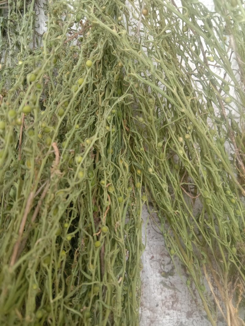 百蕊草(，大量干货)
