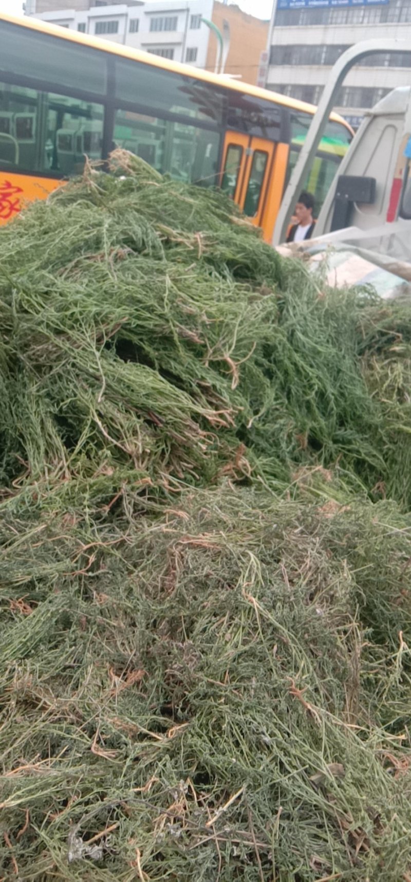 百蕊草(，大量干货)