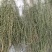 百蕊草(，大量干货)