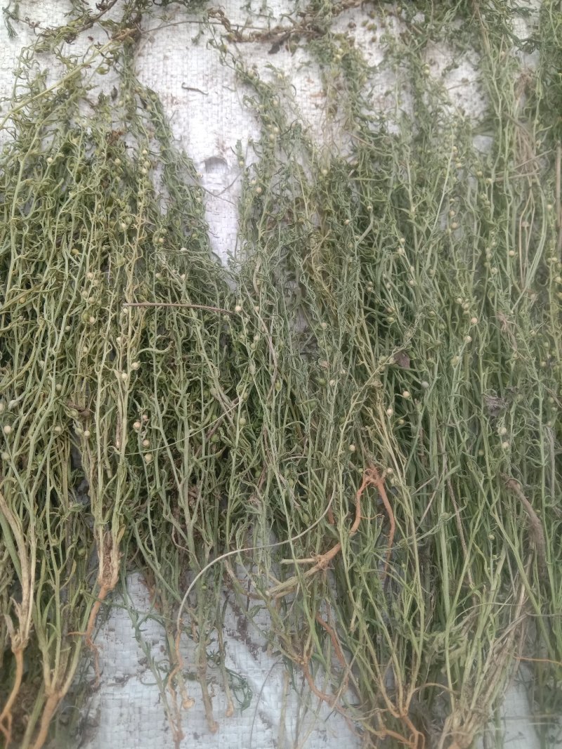 百蕊草(，大量干货)