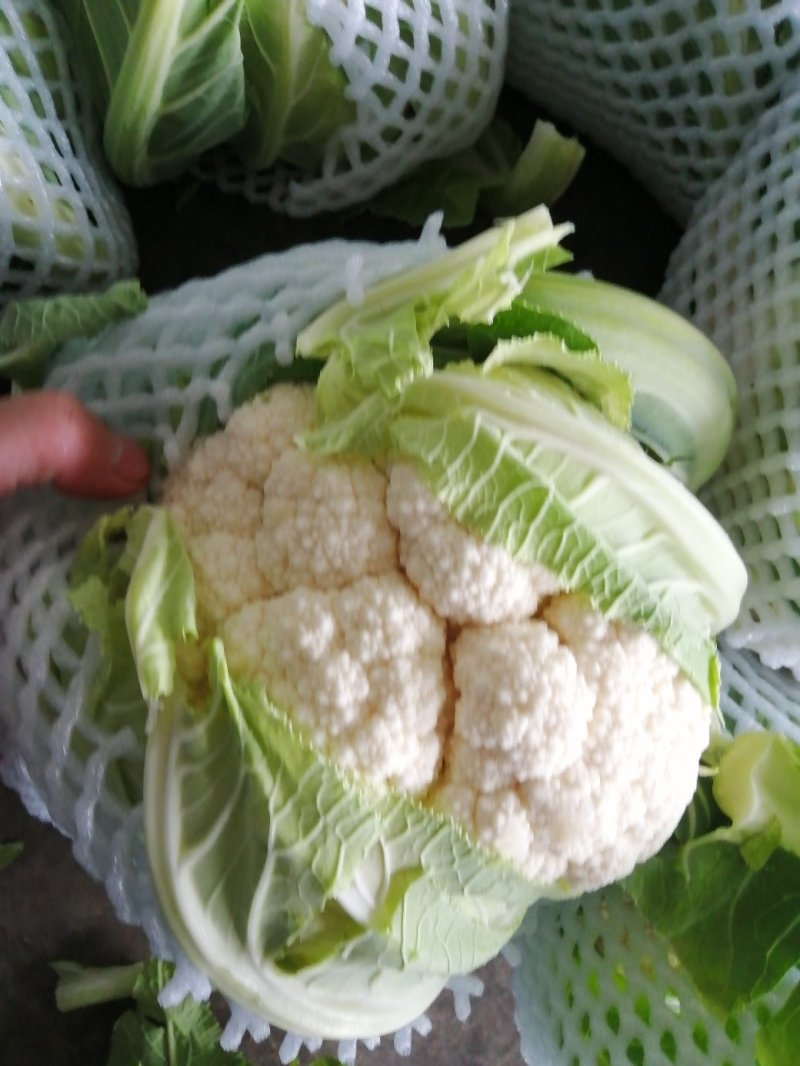 中国花菜，精品散花实花，提供各种包装，各种包装，代收代办