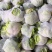 中国花菜，精品散花实花，提供各种包装，各种包装，代收代办