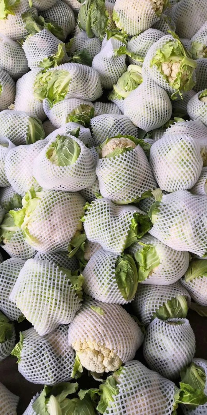 中国花菜，精品散花实花，提供各种包装，各种包装，代收代办