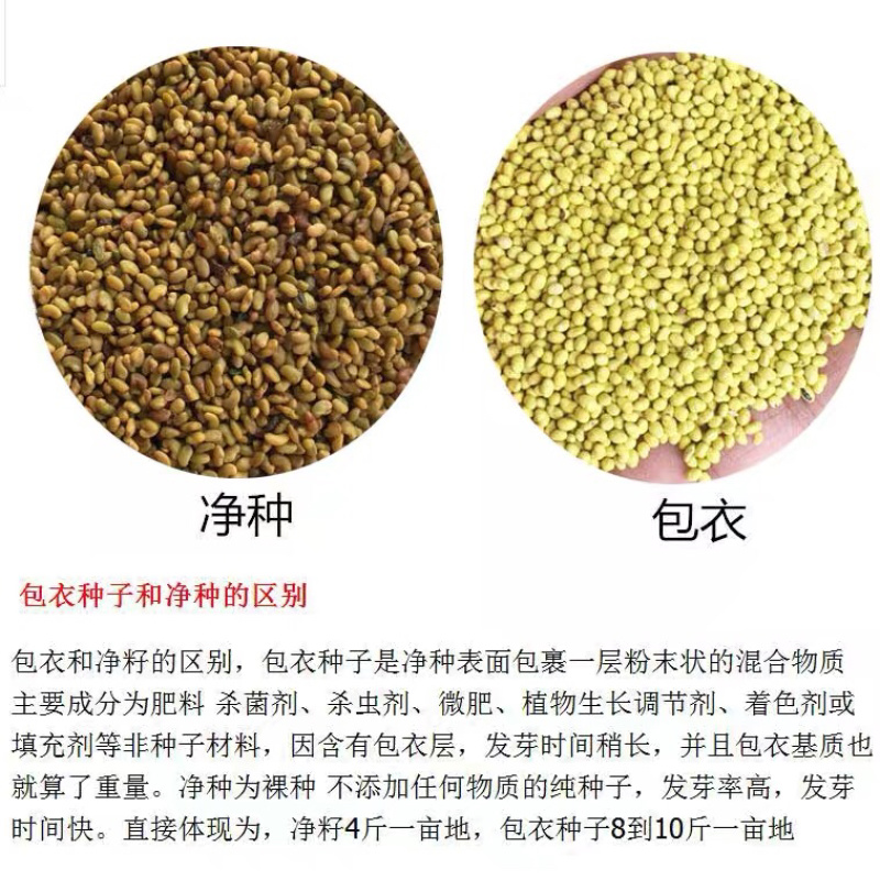 紫花苜蓿草籽多年生四季播种家禽畜都喜食