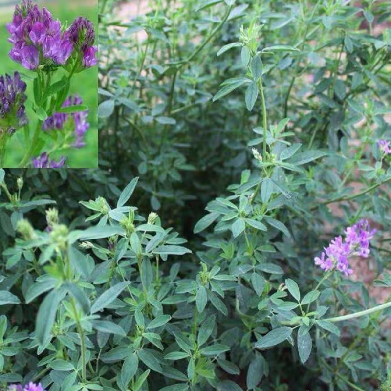 紫花苜蓿草籽多年生四季播种家禽畜都喜食