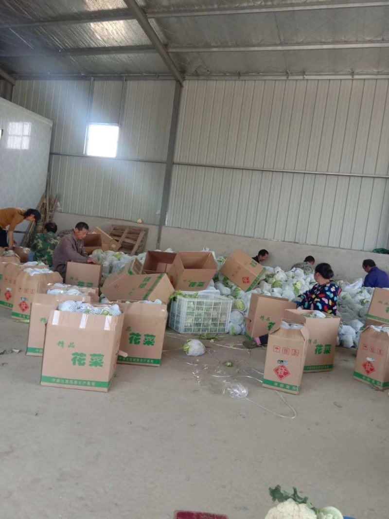 中国花菜，精品散花实花，提供各种包装，各种包装，代收代办