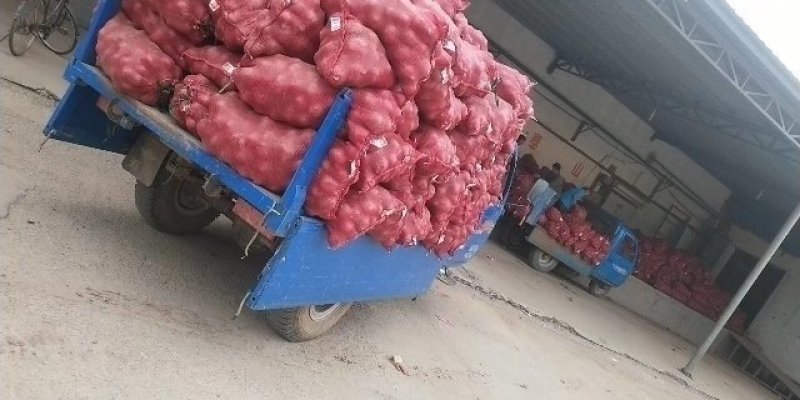 聊城二红大量出库中欢迎老板来订库