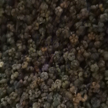 吴茱萸吴茱萸中花选货今年新货味道浓郁颜色新鲜