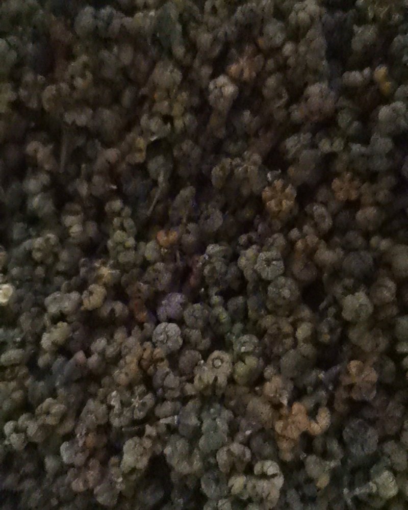 吴茱萸吴茱萸中花选货今年新货味道浓郁颜色新鲜