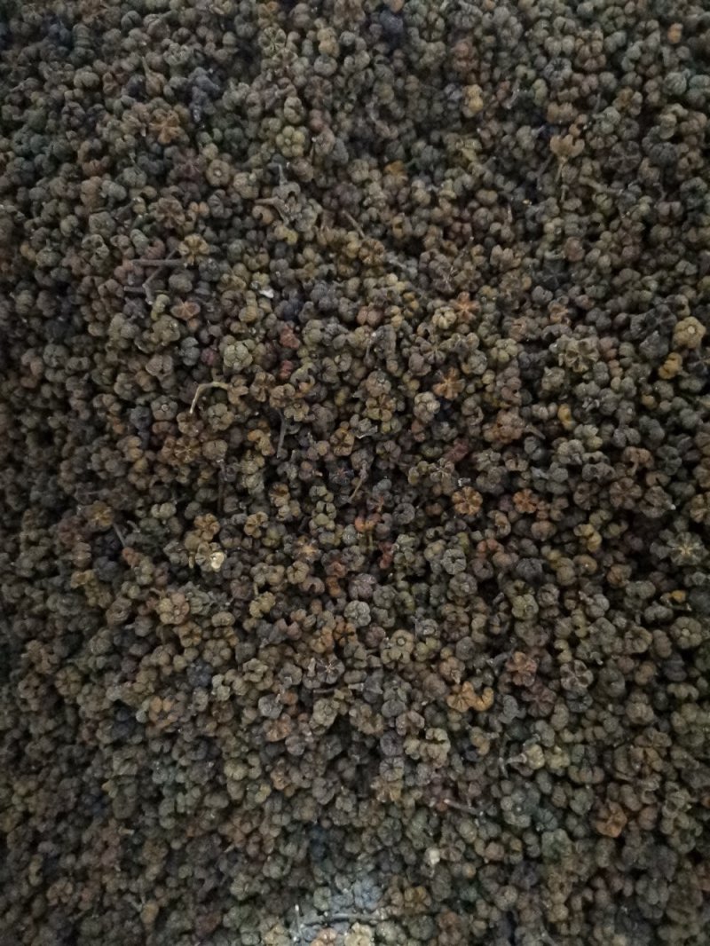 吴茱萸吴茱萸中花选货今年新货味道浓郁颜色新鲜