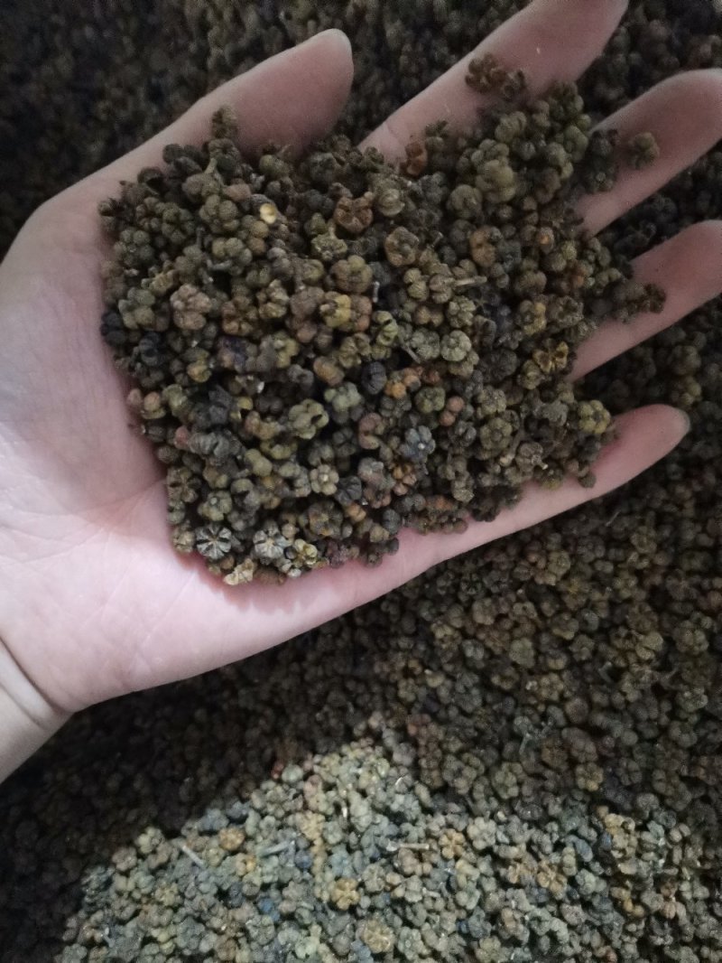 吴茱萸吴茱萸中花选货今年新货味道浓郁颜色新鲜