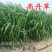 高丹草养殖猪牛羊鱼虾蟹水产进口牧草