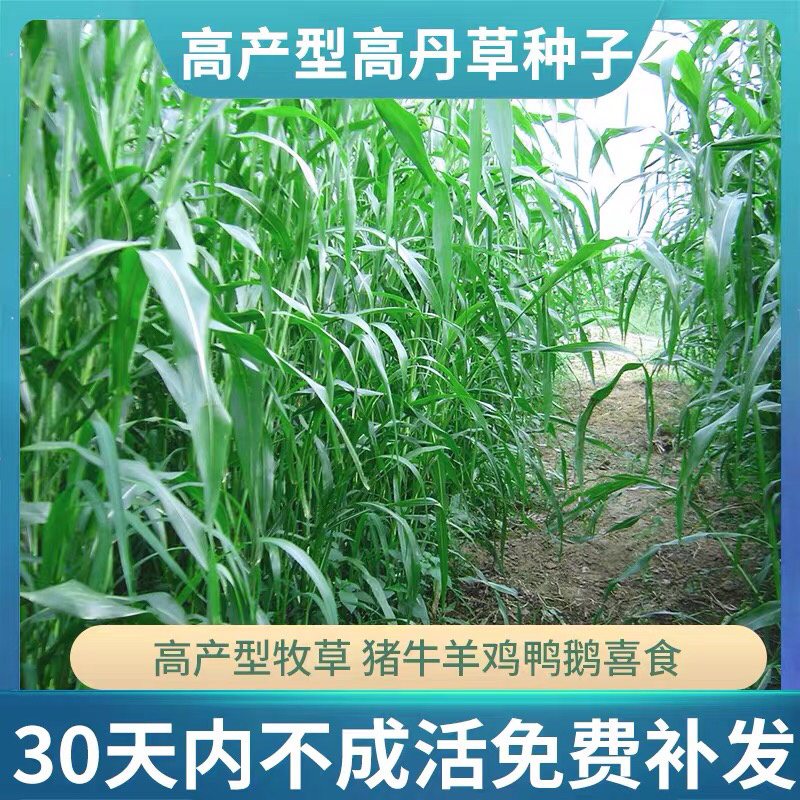 高丹草养殖猪牛羊鱼虾蟹水产进口牧草