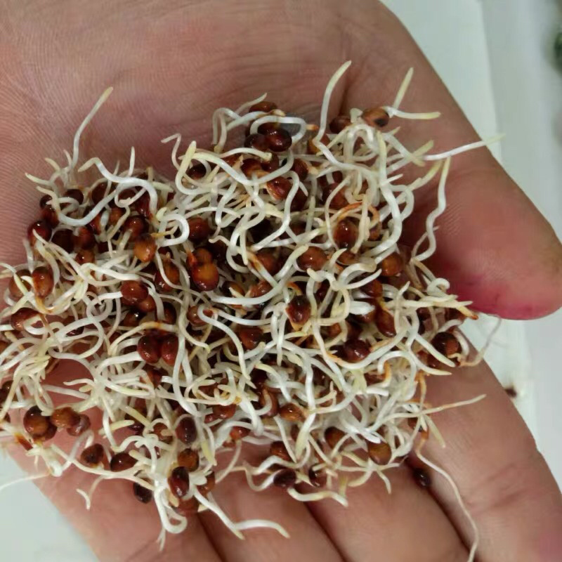 高丹草养殖猪牛羊鱼虾蟹水产进口牧草