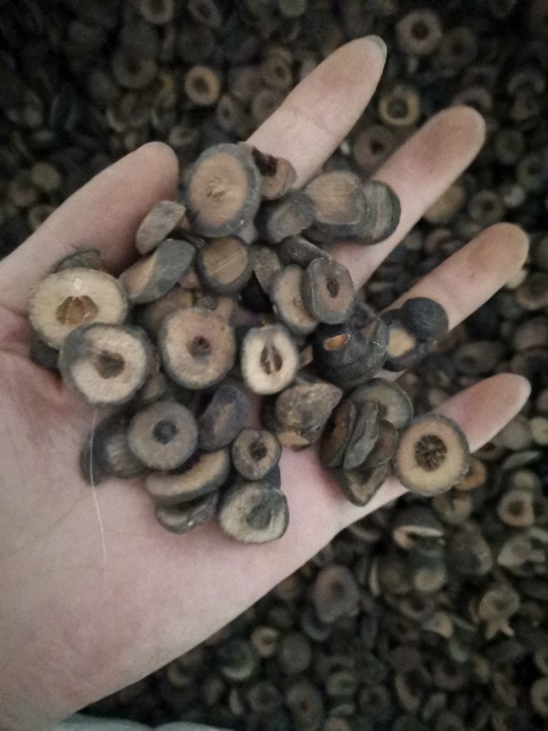 枳实各种规格大量批发零售产地江西省