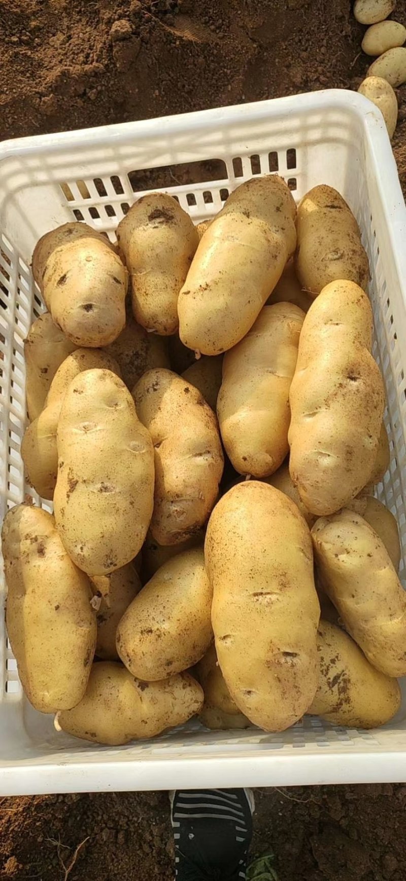 土种
