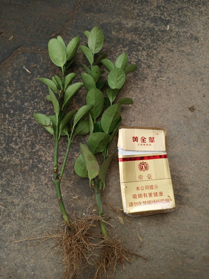 大叶黄杨床苗，大叶黄杨工程苗