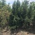 5公分罗汉松大量供应价格面议精准