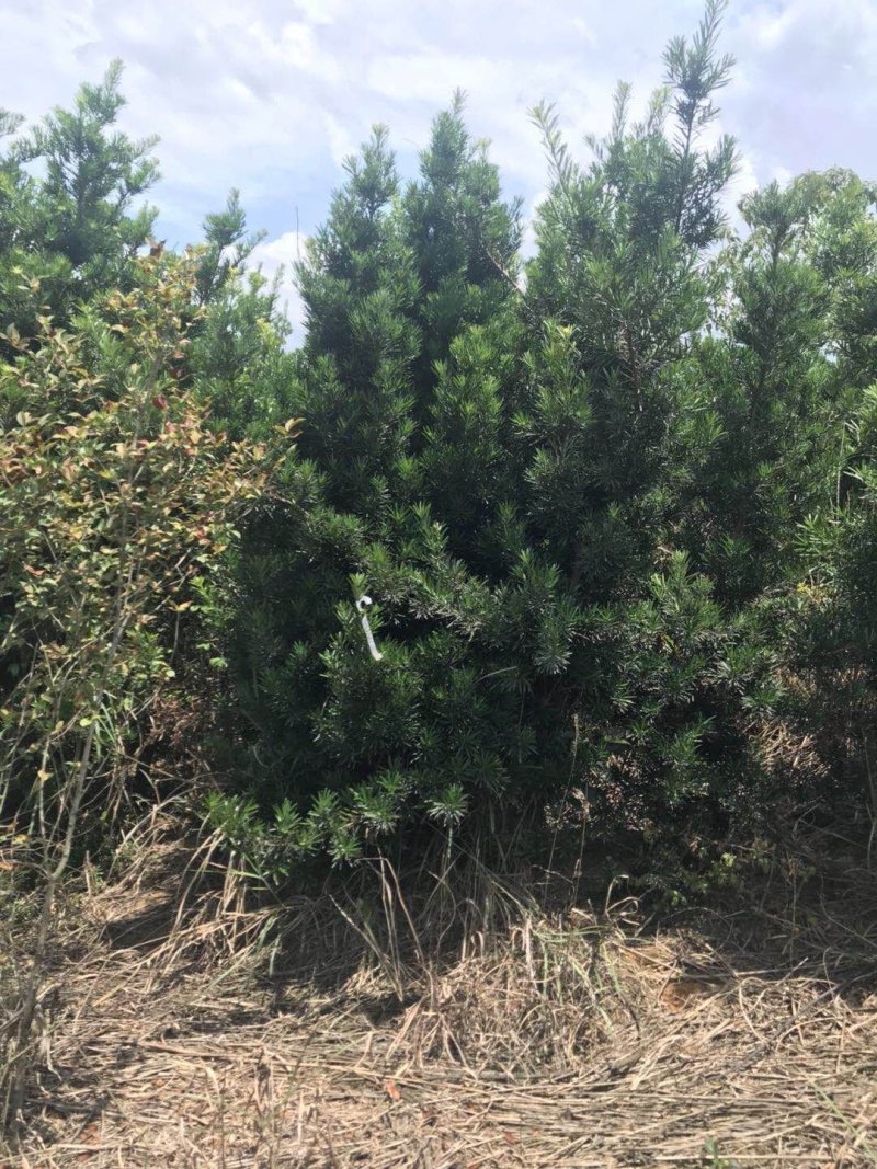 5公分罗汉松大量供应价格面议精准