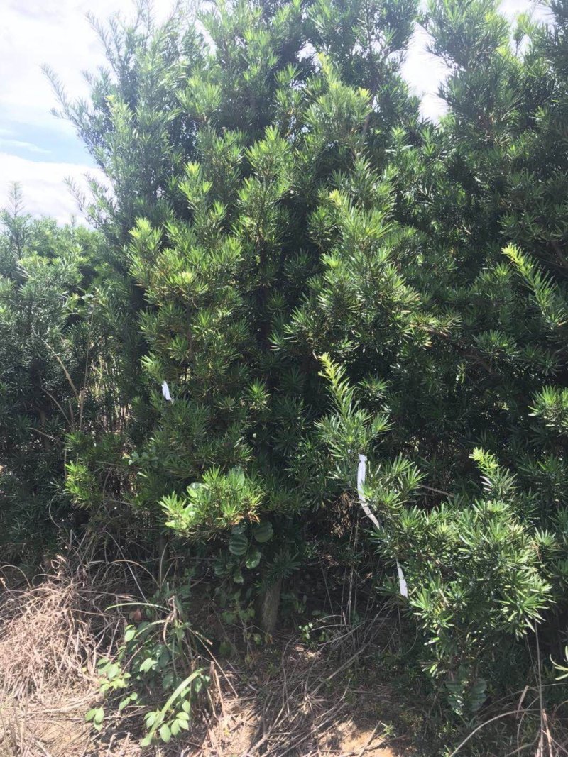 5公分罗汉松大量供应价格面议精准