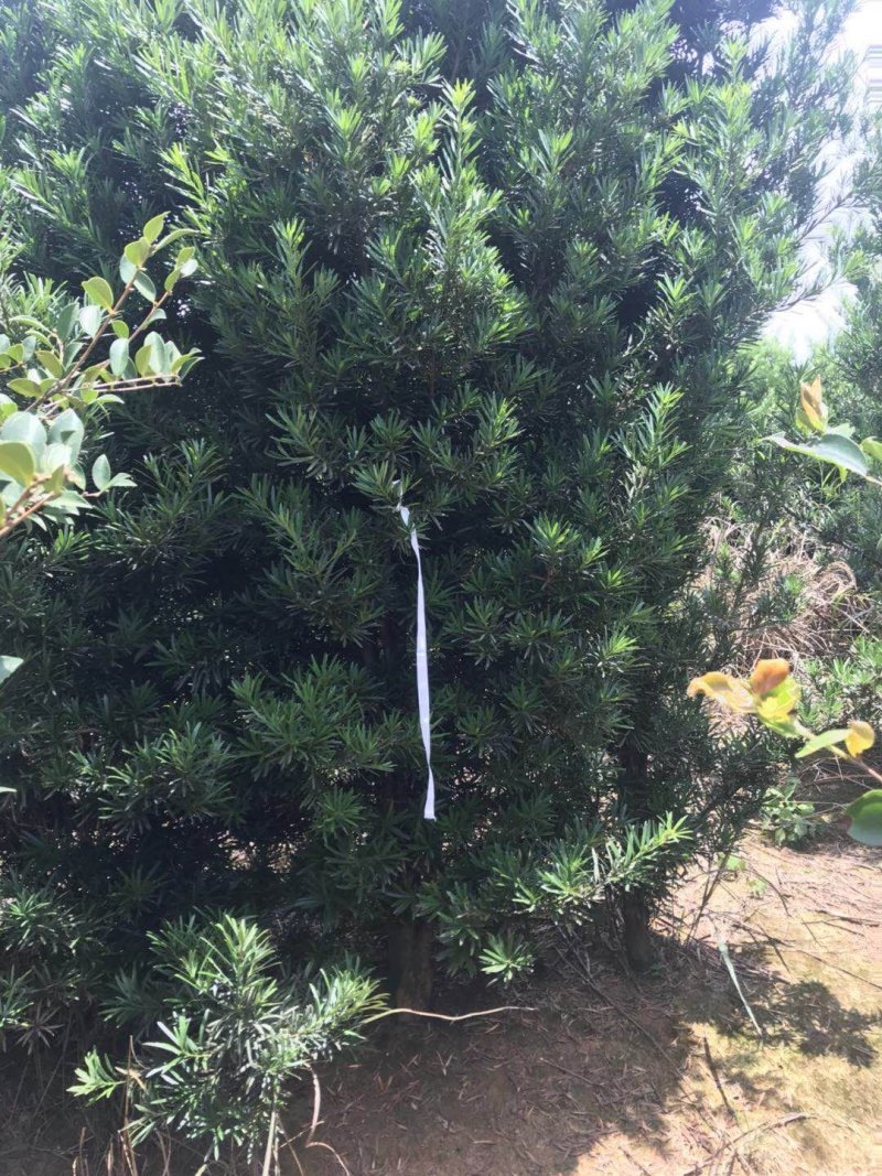 5公分罗汉松大量供应价格面议精准