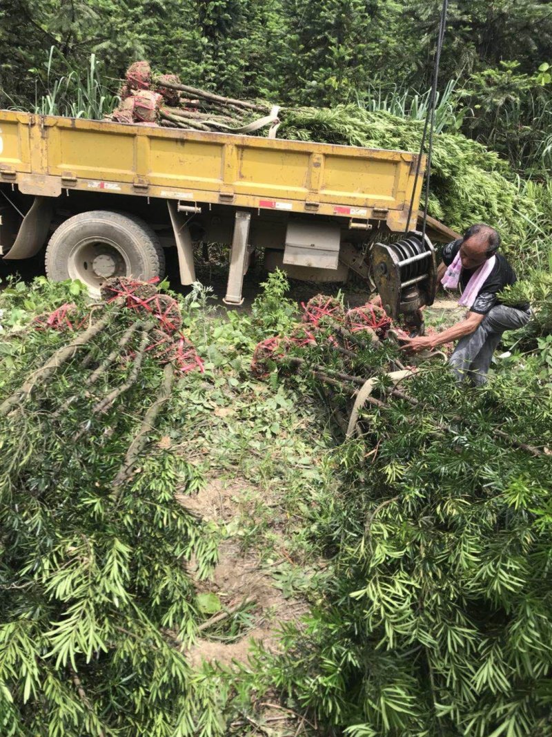 5公分罗汉松大量供应价格面议精准