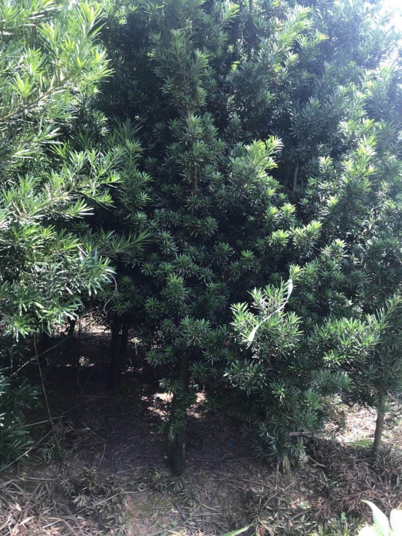 5公分罗汉松大量供应价格面议精准