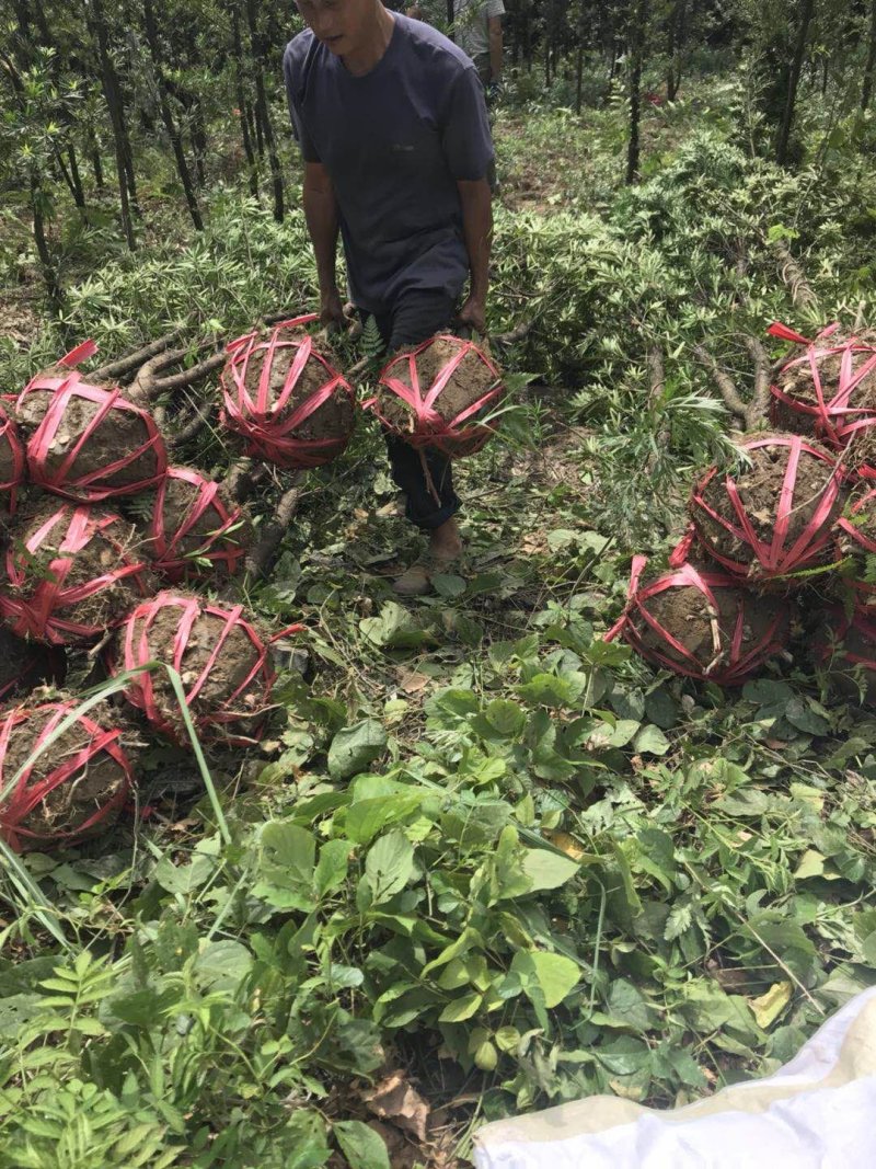 5公分罗汉松大量供应价格面议精准