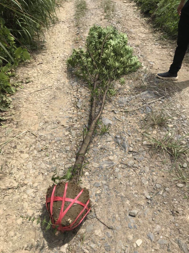 5公分罗汉松大量供应价格面议精准