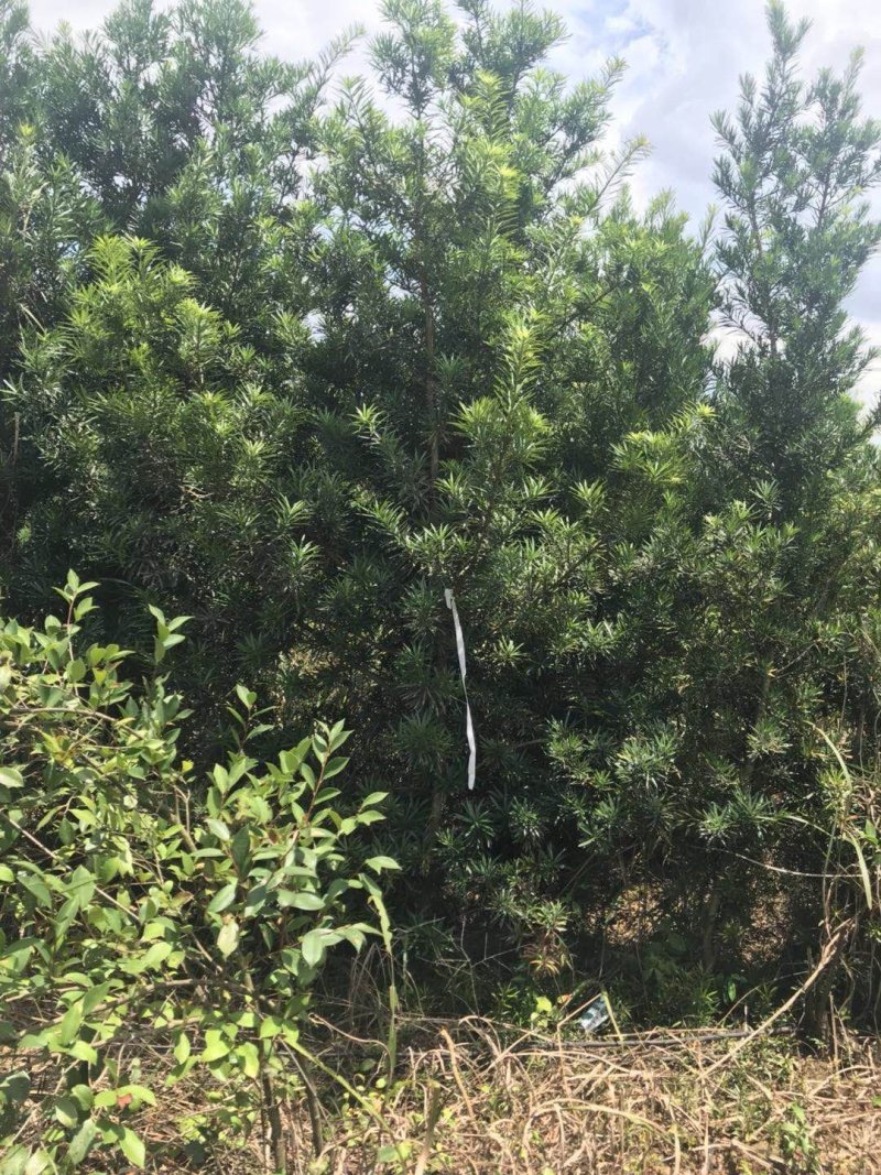 5公分罗汉松大量供应价格面议精准