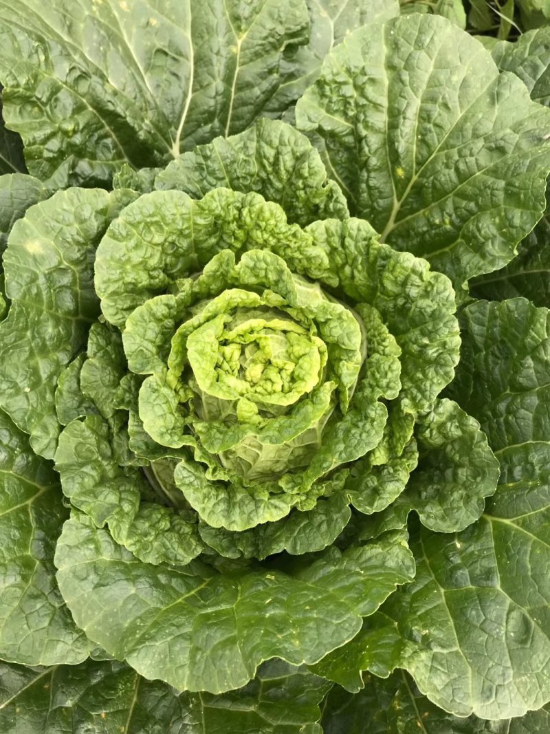 大白菜